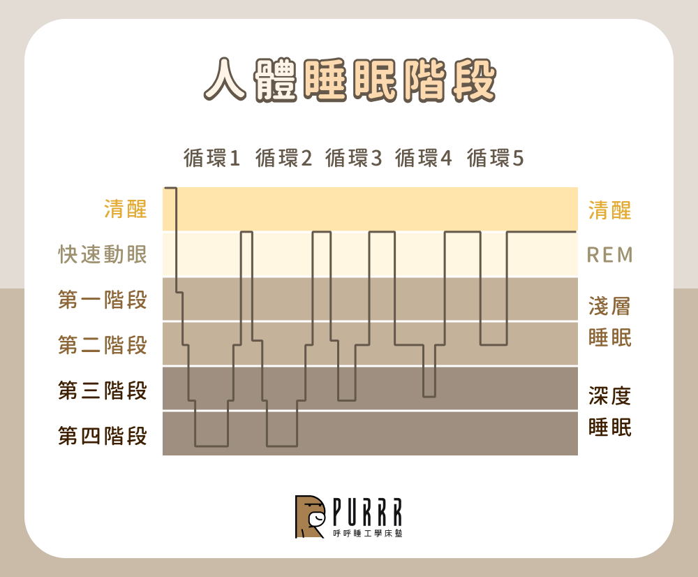 人體睡眠階段